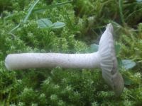 Schwarzpunktierter Schneckling